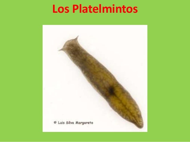 Fotos de los platelmintos Fotos de los platelmintos